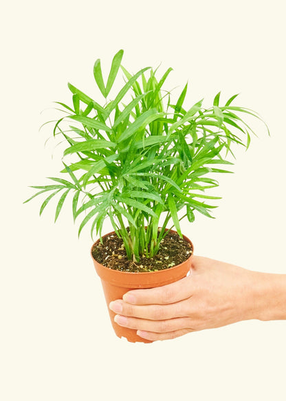 Parlor Palm in a 4 inches grow pot