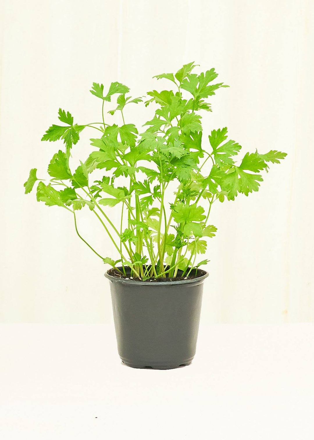 Parsley 4 pack Plant Rooted 