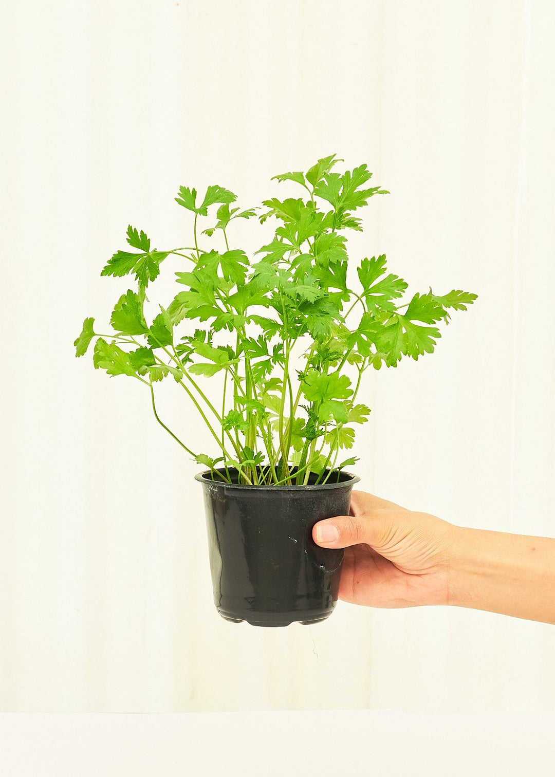 Parsley 4 pack Plant Rooted 