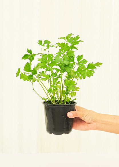 Parsley 4 pack Plant Rooted 