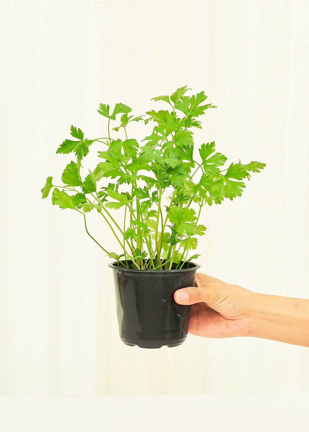 Parsley in a 4 inches pot.