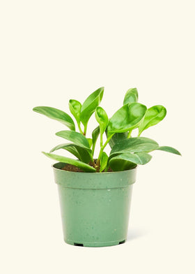 Baby Rubber Plant in a 4 inches grow pot