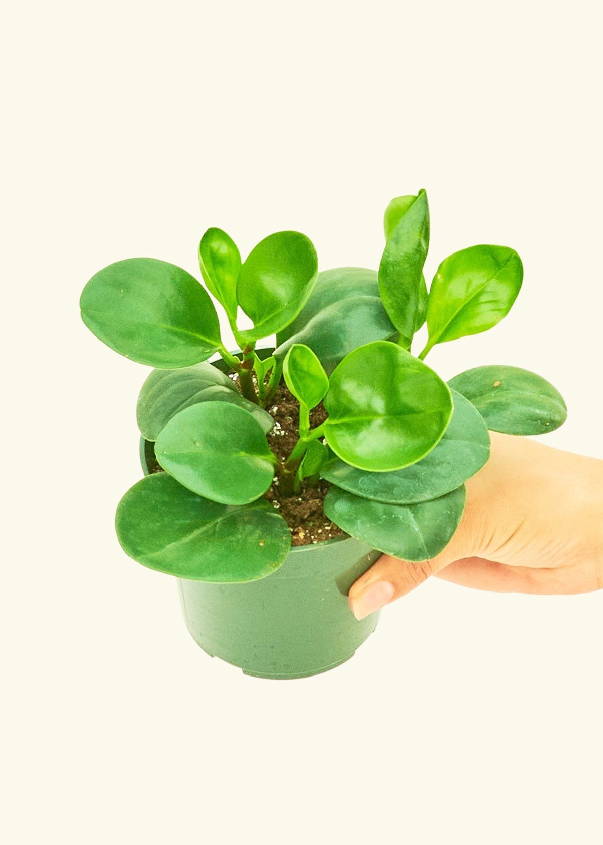 Baby Rubber Plant in a 4 inches grow pot