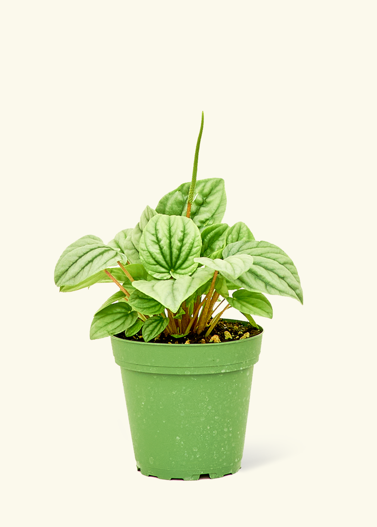 Peperomia Frost in a 4 inches grow pot