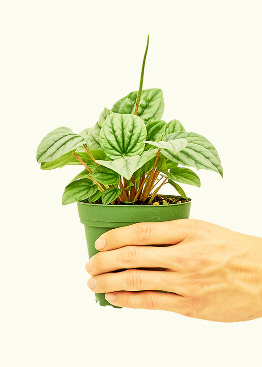Peperomia Frost in a 4 inches grow pot