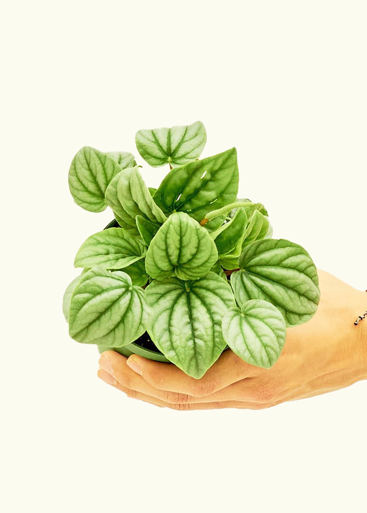 Peperomia Frost in a 4 inches grow pot