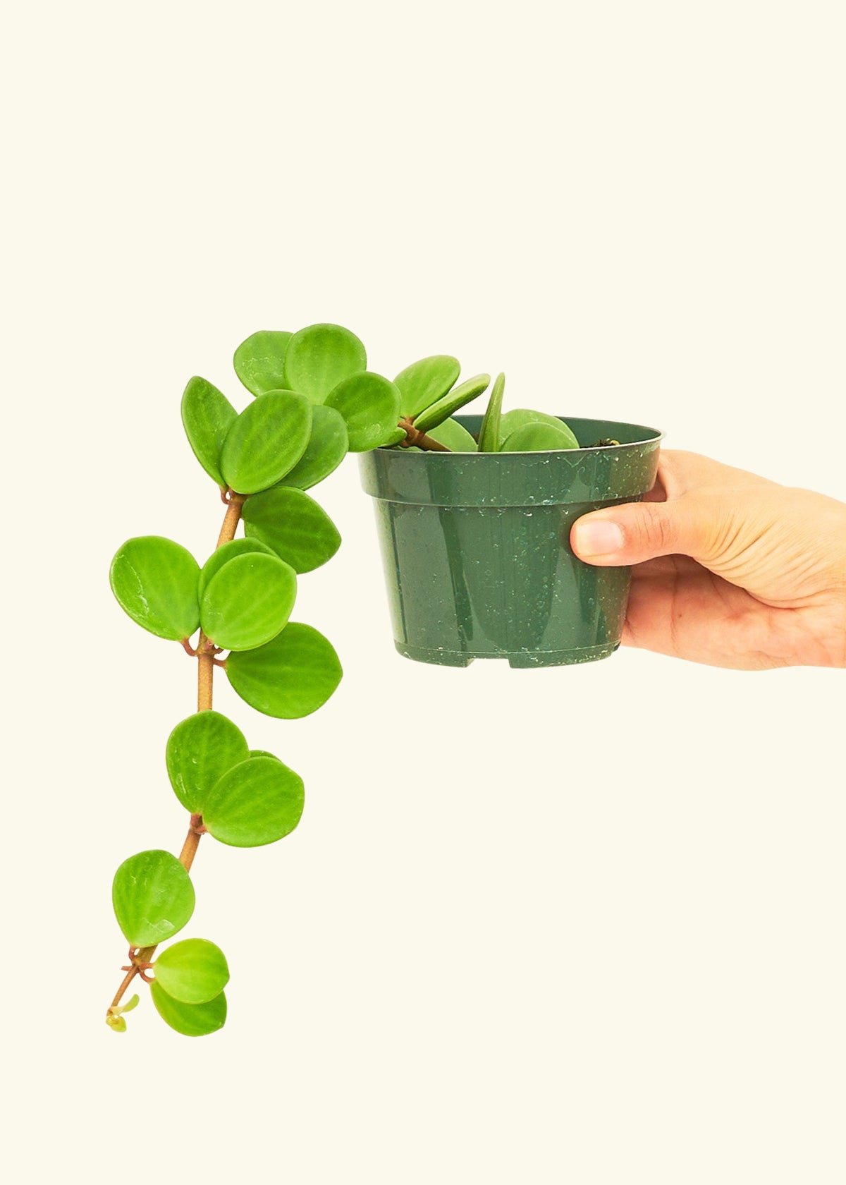 Peperomia Hope in a 4 inches grow pot