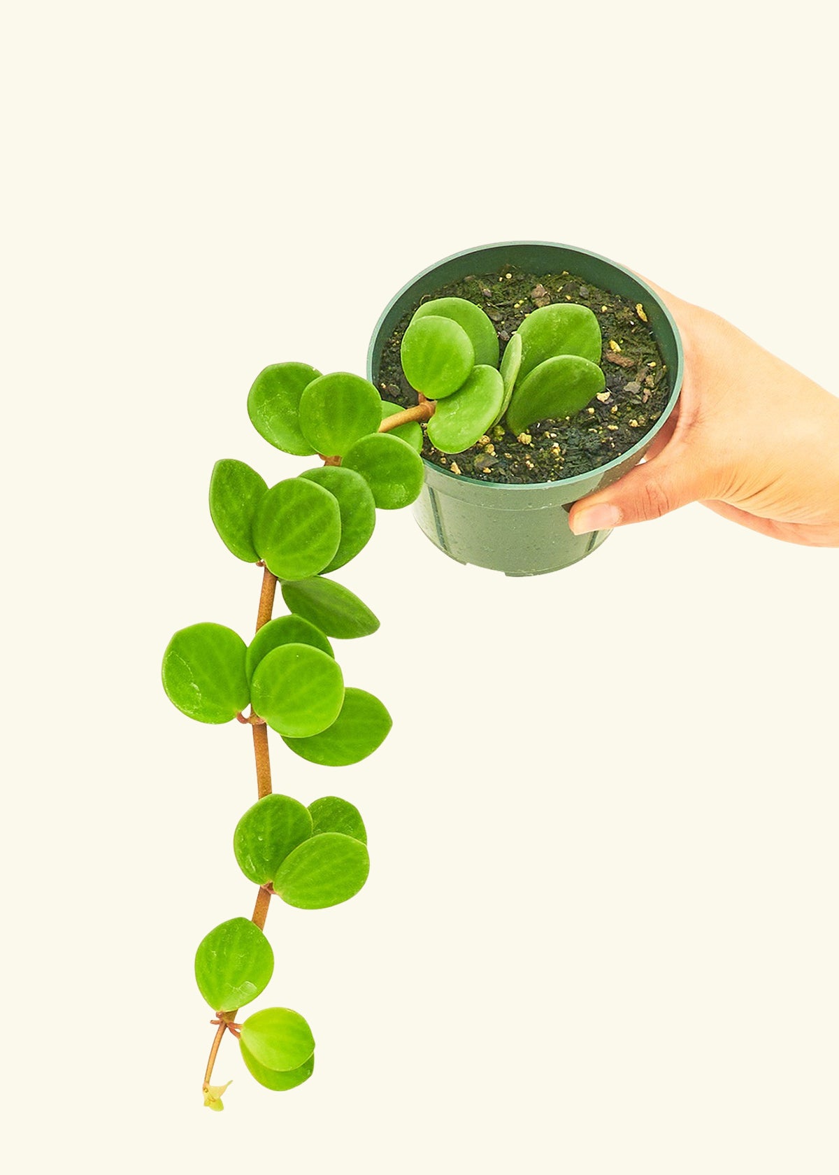 Peperomia Hope in a 4 inches grow pot