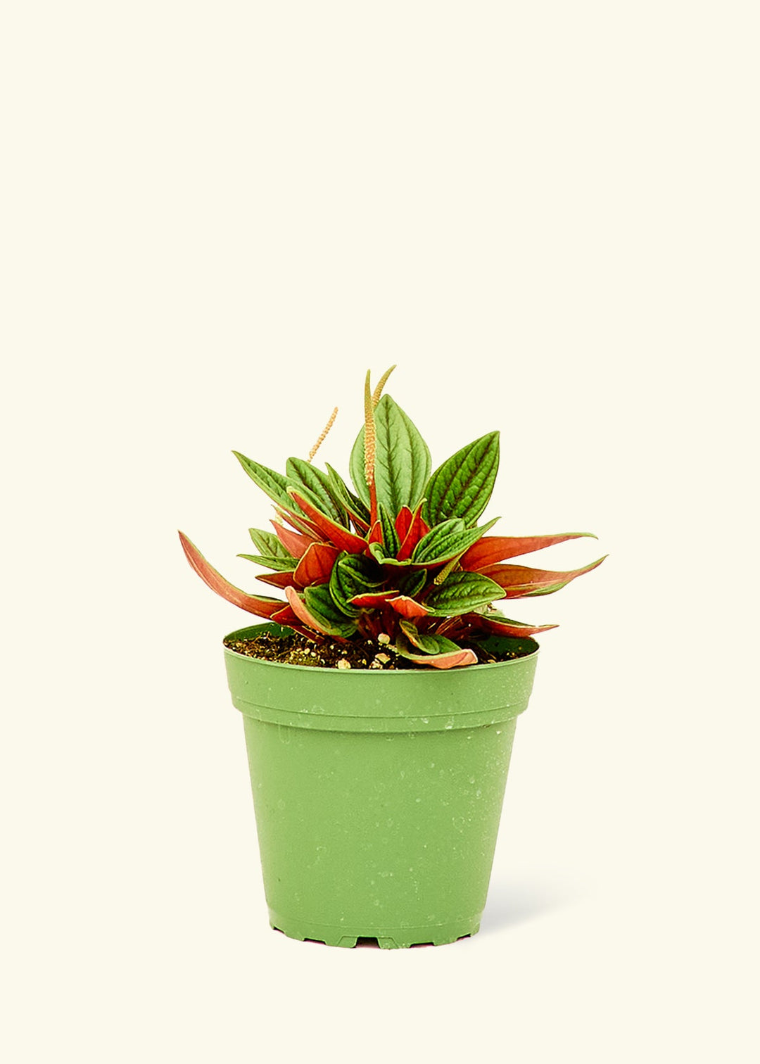 Peperomia Rosso in a 4 inches grow pot