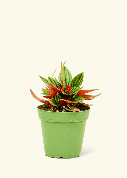 Peperomia Rosso in a 4 inches grow pot