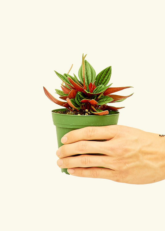 Peperomia Rosso in a 4 inches grow pot