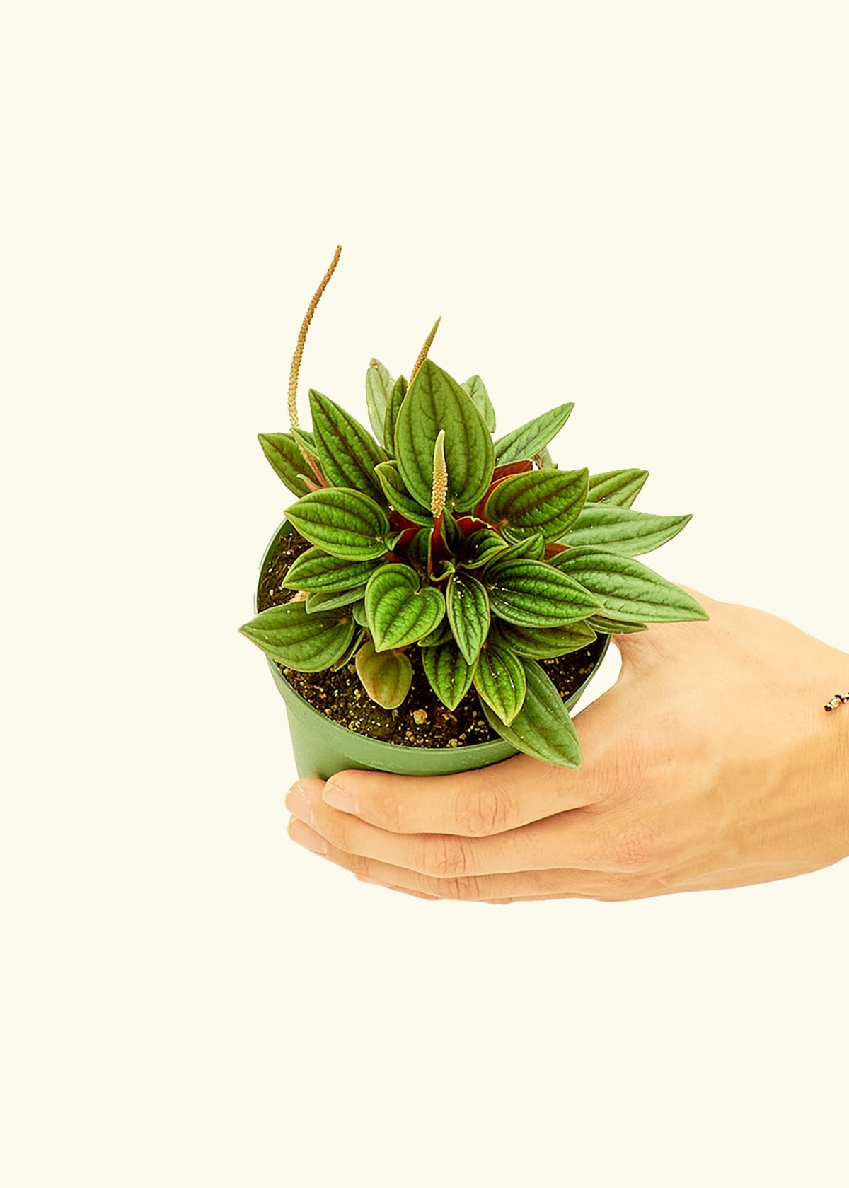 Peperomia Rosso in a 4 inches grow pot