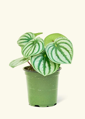 Watermelon Peperomia in a 4 inches grow pot