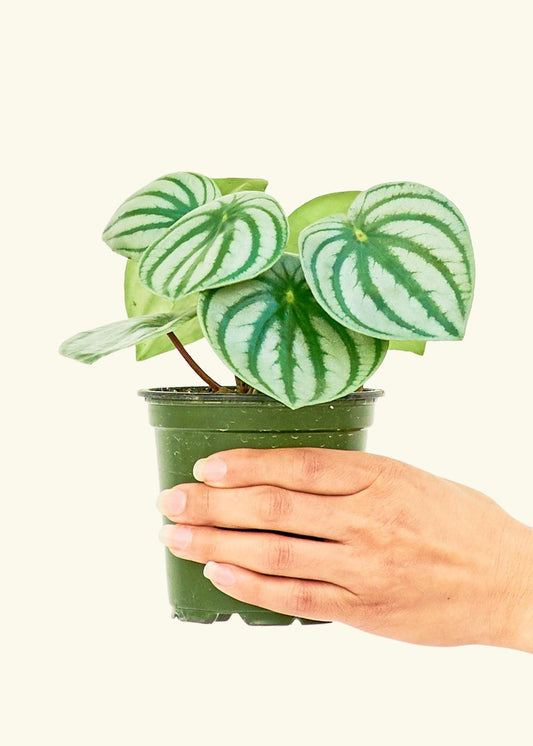Watermelon Peperomia in a 4 inches grow pot