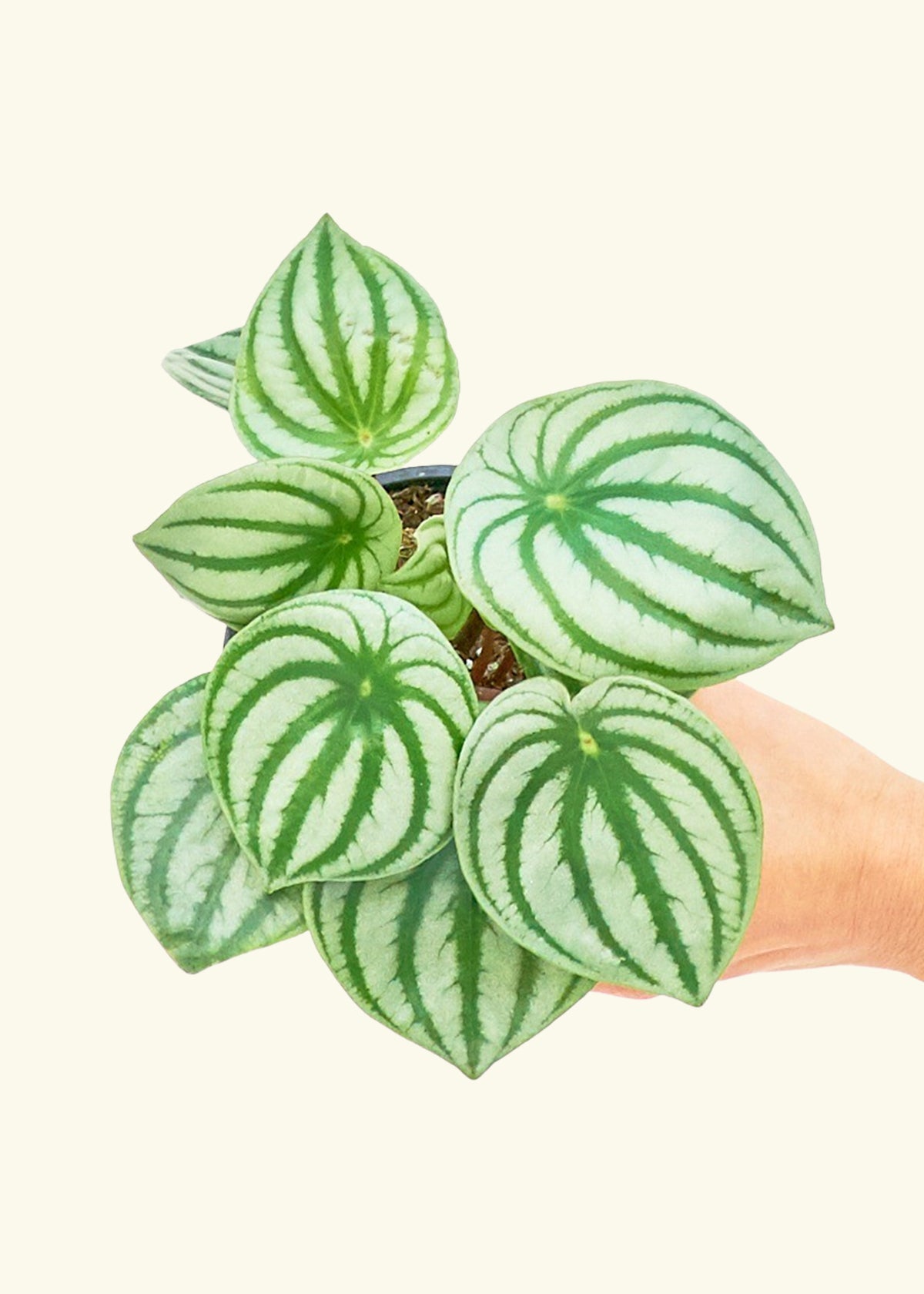 Watermelon Peperomia in a 4 inches grow pot
