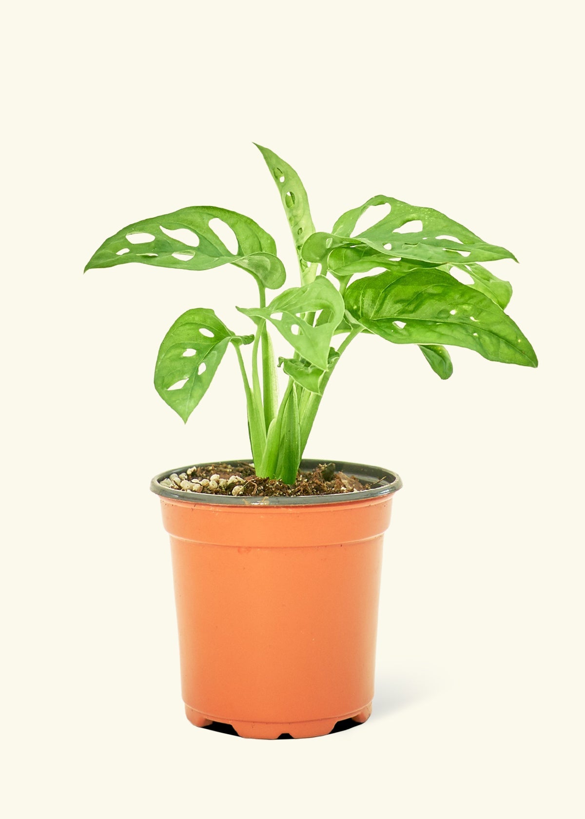 Swiss Cheese Vine in a 4 inches grow pot
