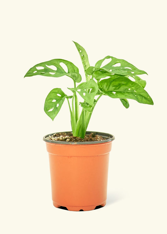 Swiss Cheese Vine in a 4 inches grow pot