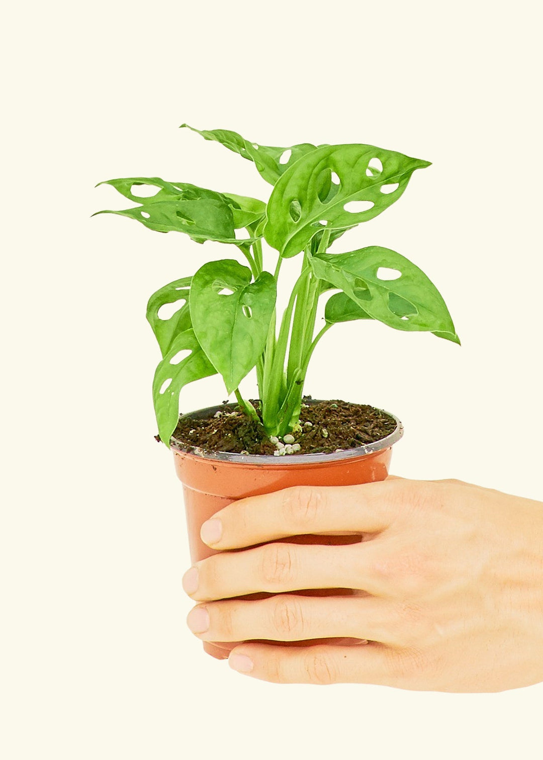 Swiss Cheese Vine in a 4 inches grow pot