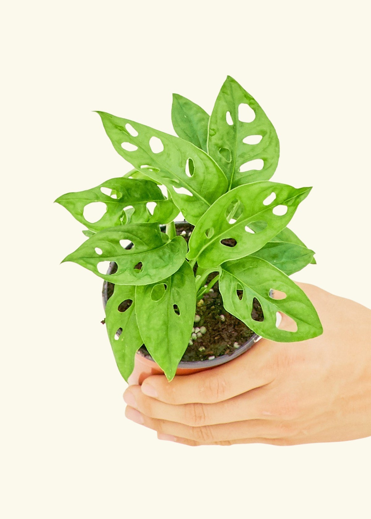 Swiss Cheese Vine in a 4 inches grow pot