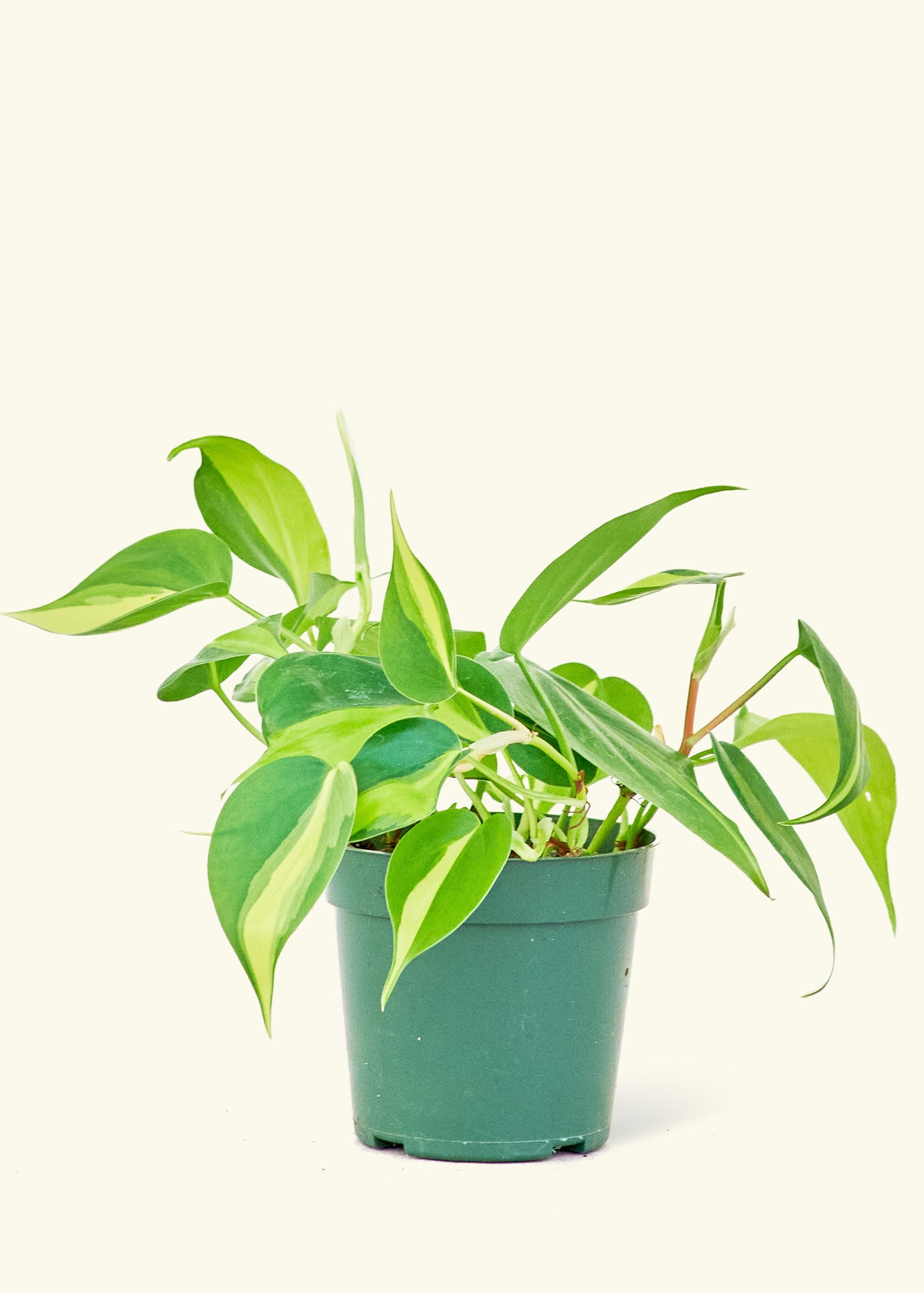 Philodendron Brazil in a 4 inches grow pot