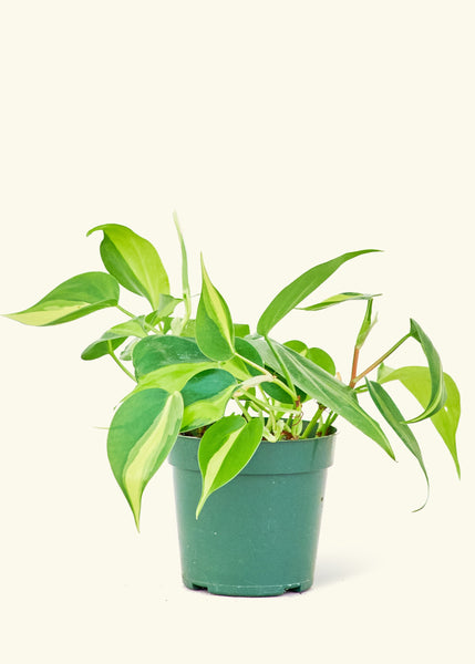 philodendron hederaceum brasil Philodendron Brasil – Hey Rooted