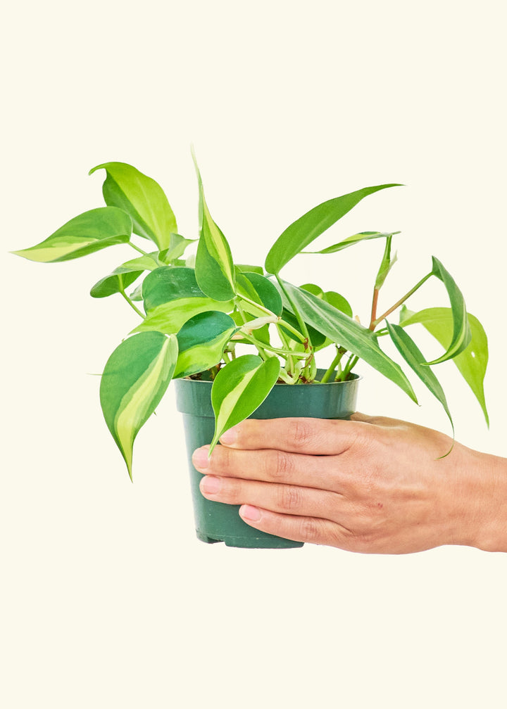 Philodendron Brazil in a 4 inches grow pot