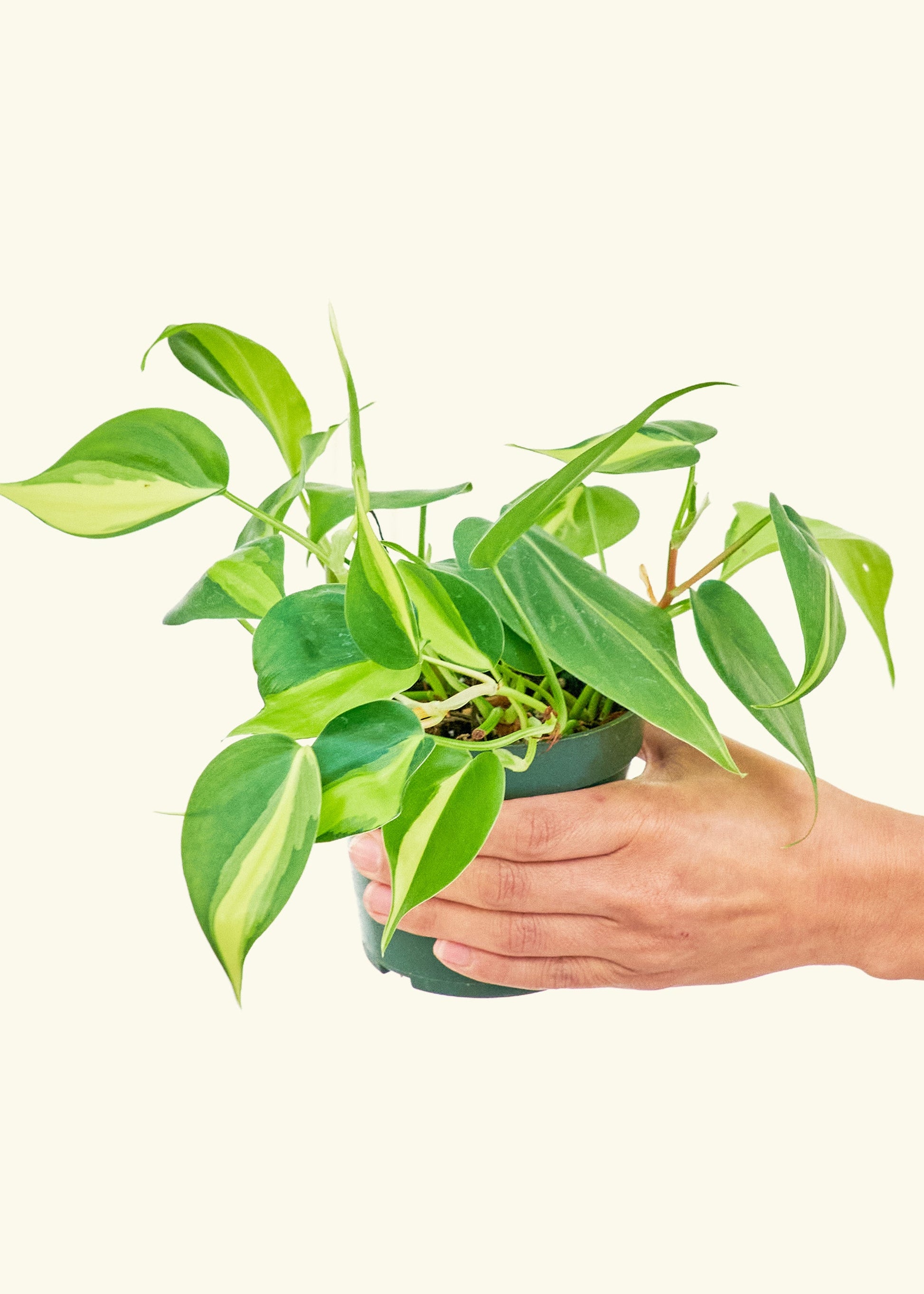 Philodendron Brazil in a 4 inches grow pot