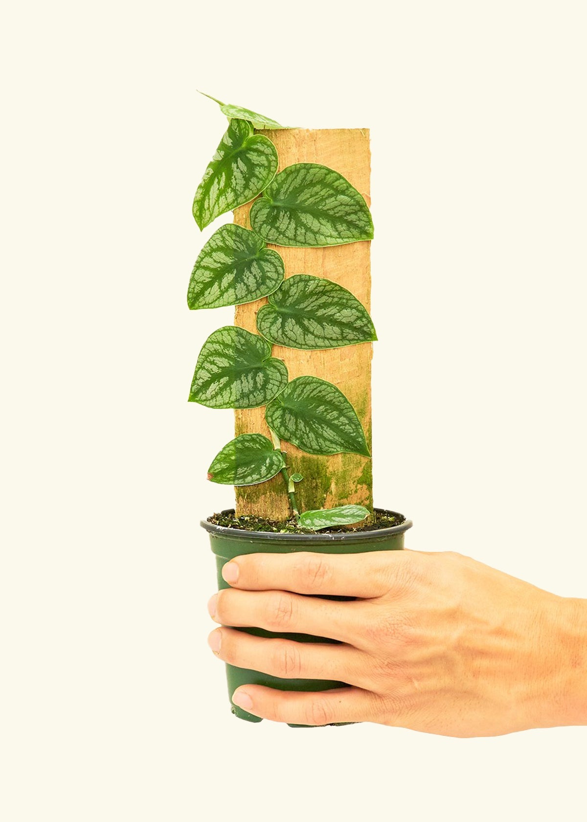 Shingle Plant in a 4 inches grow pot