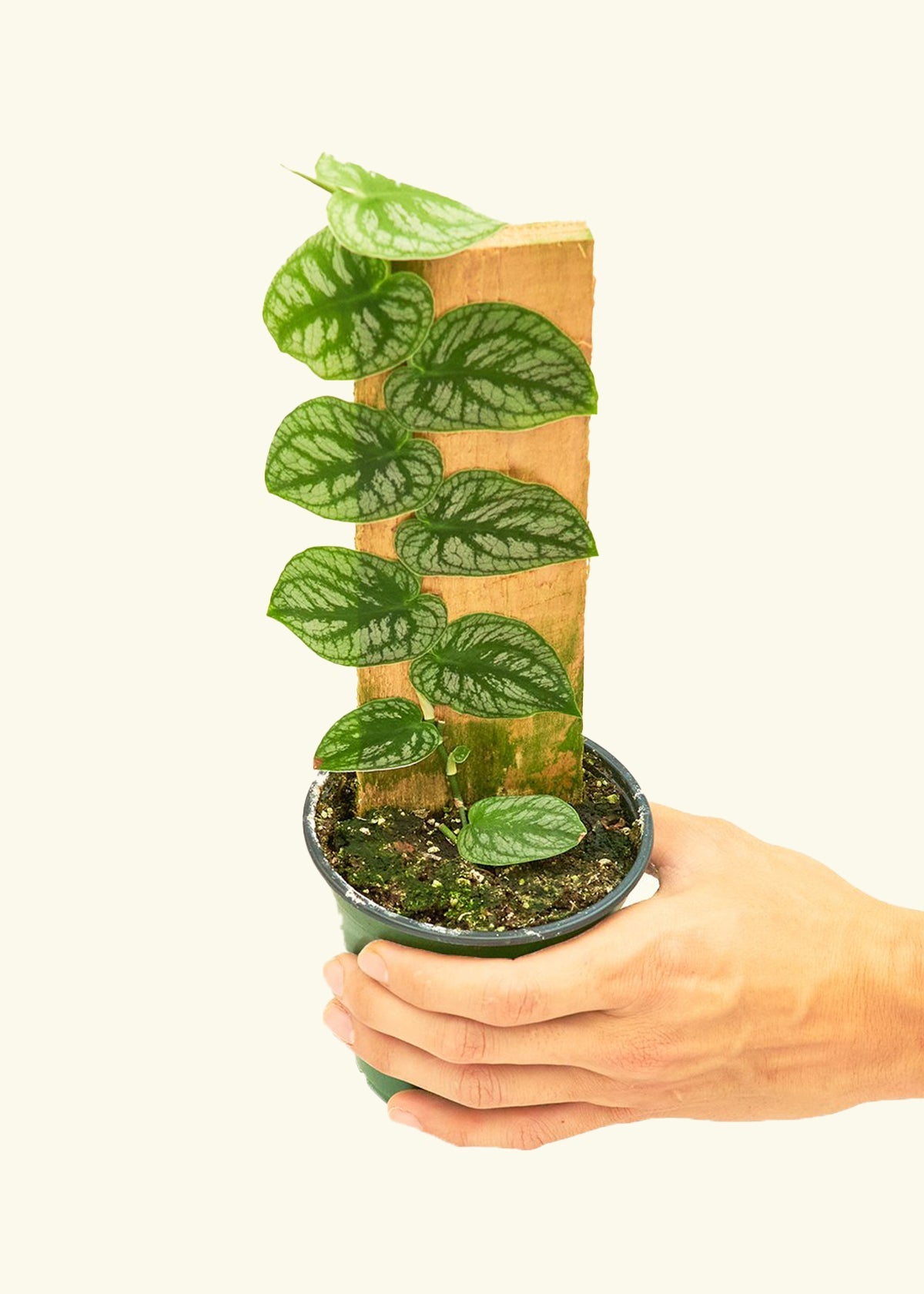 Shingle Plant in a 4 inches grow pot