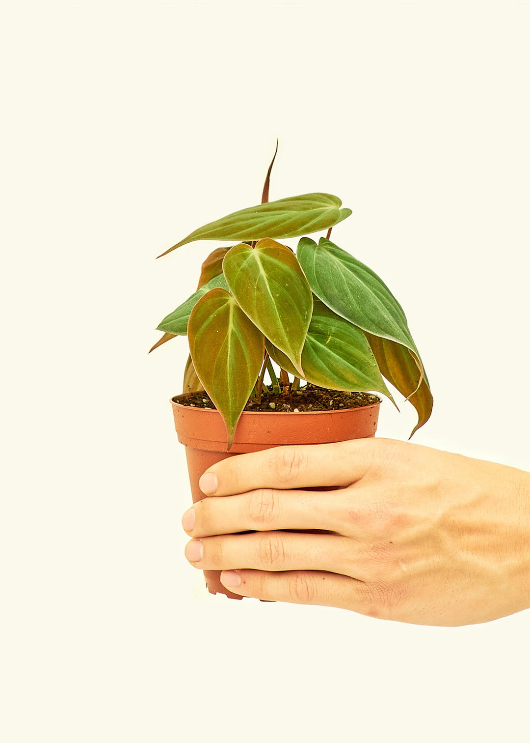 Velvet Leaf Philodendron in a 4 inches grow pot