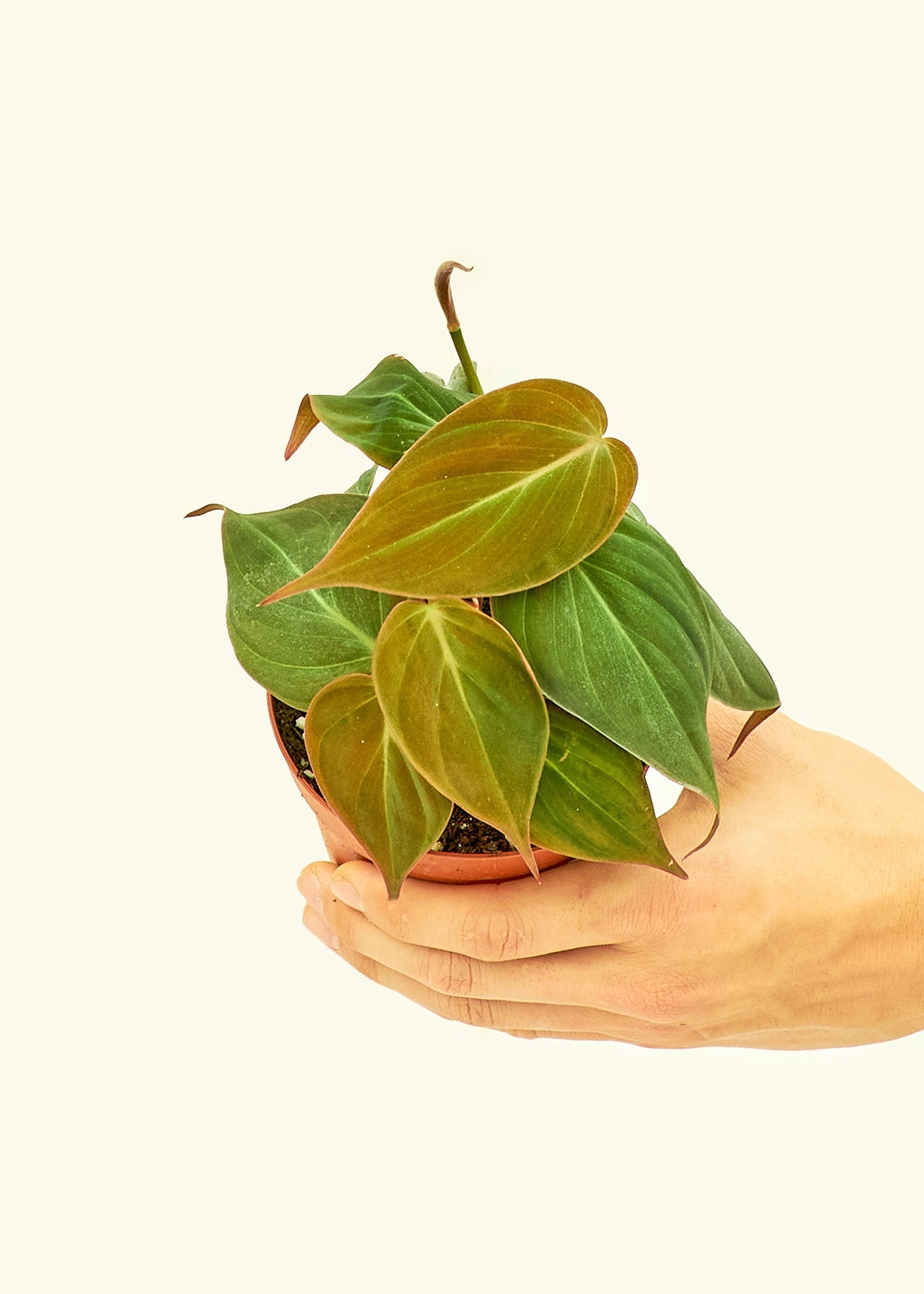 Velvet Leaf Philodendron in a 4 inches grow pot