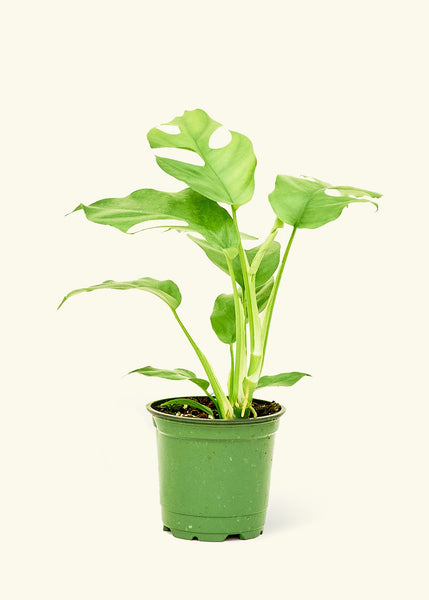 Mini Monstera – Hey Rooted