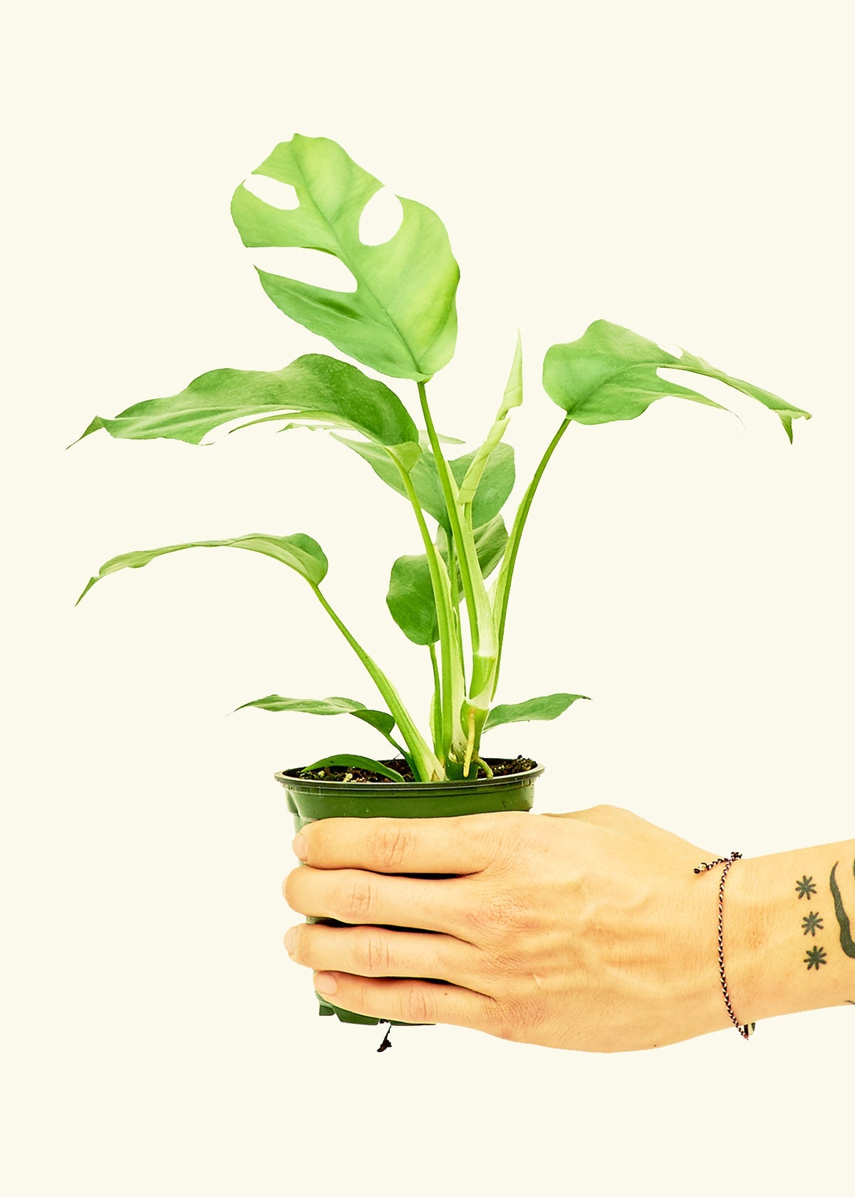 Mini Monstera in a 4 inches grow pot