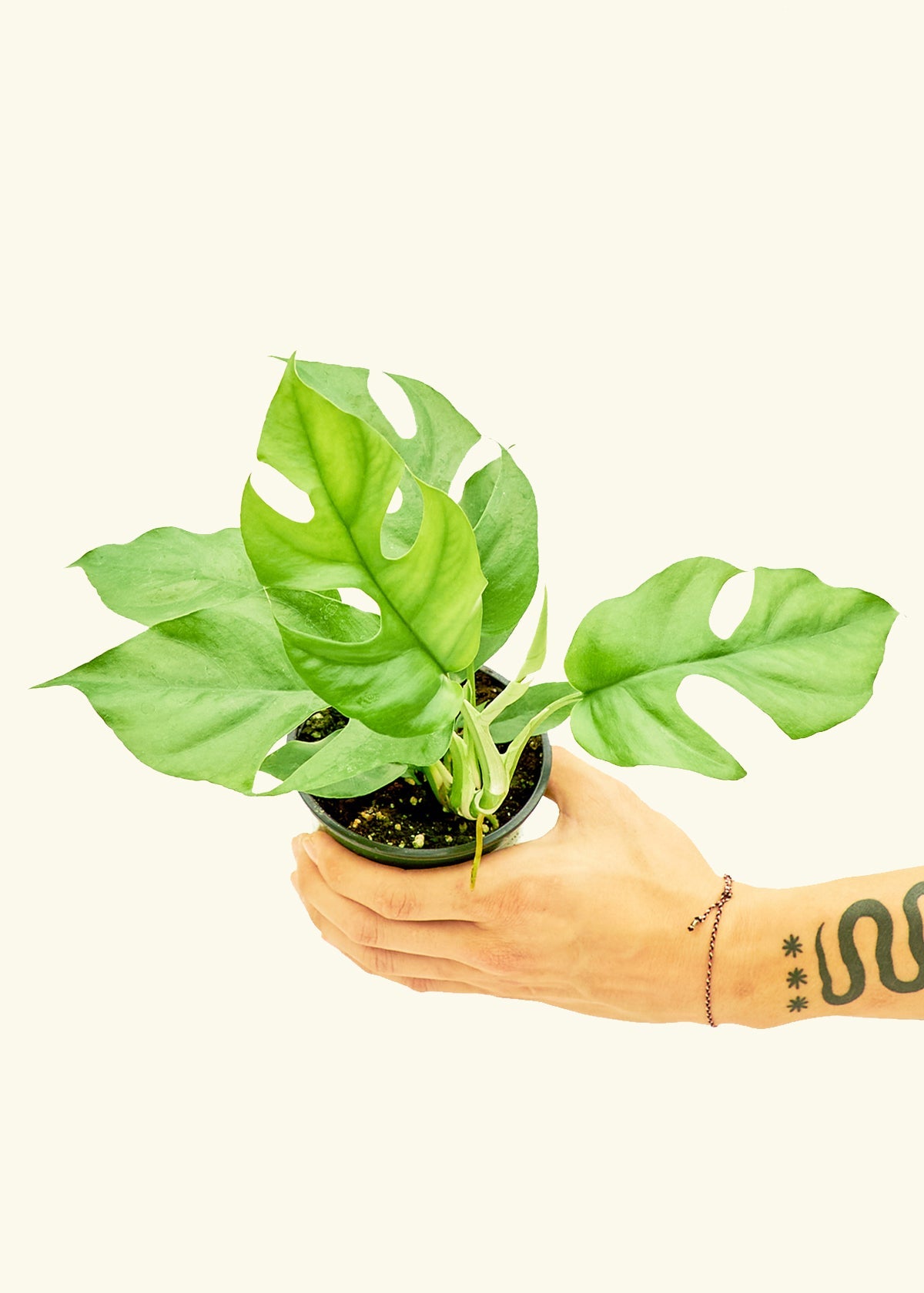 Mini Monstera in a 4 inches grow pot