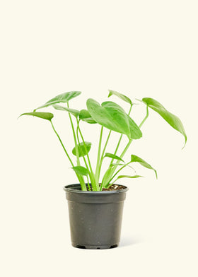Monstera Swiss Cheese Plant in a 4 inches grow pot
