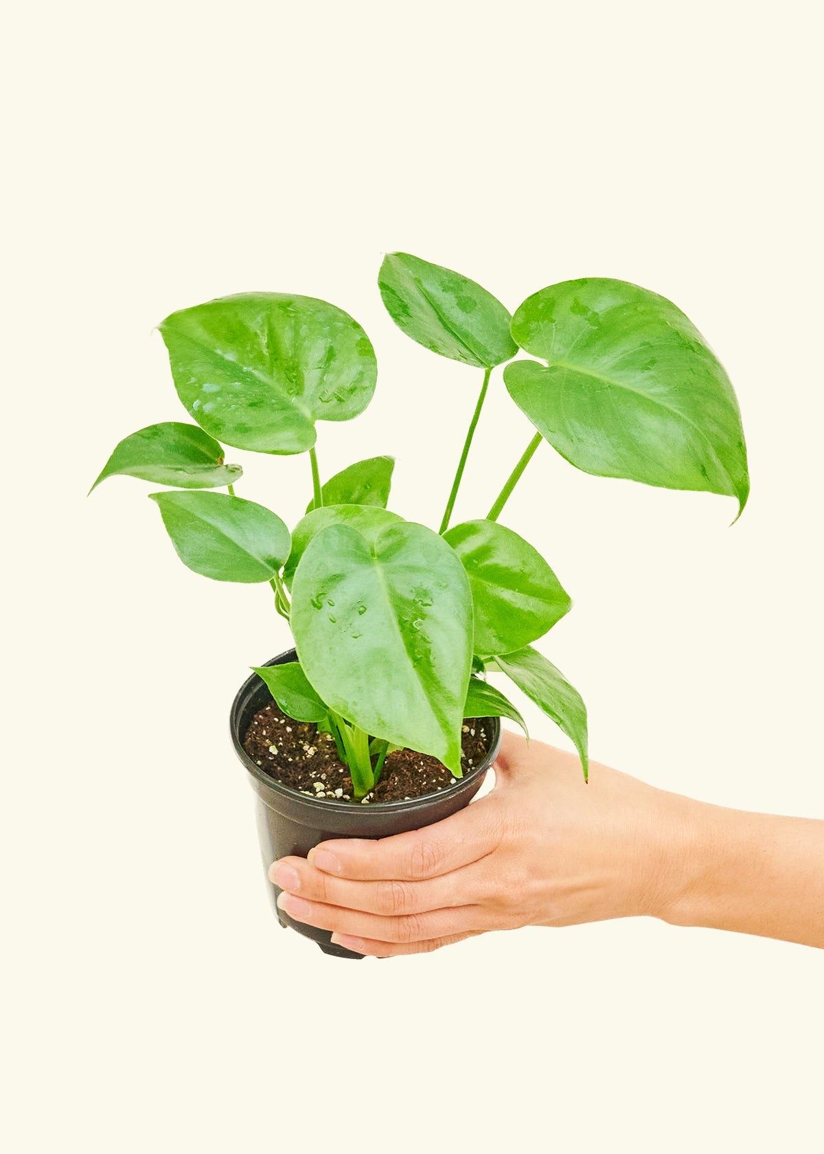 rooted monstera plant Monstera Deliciosa (Swiss Cheese Plant) – Hey Rooted
