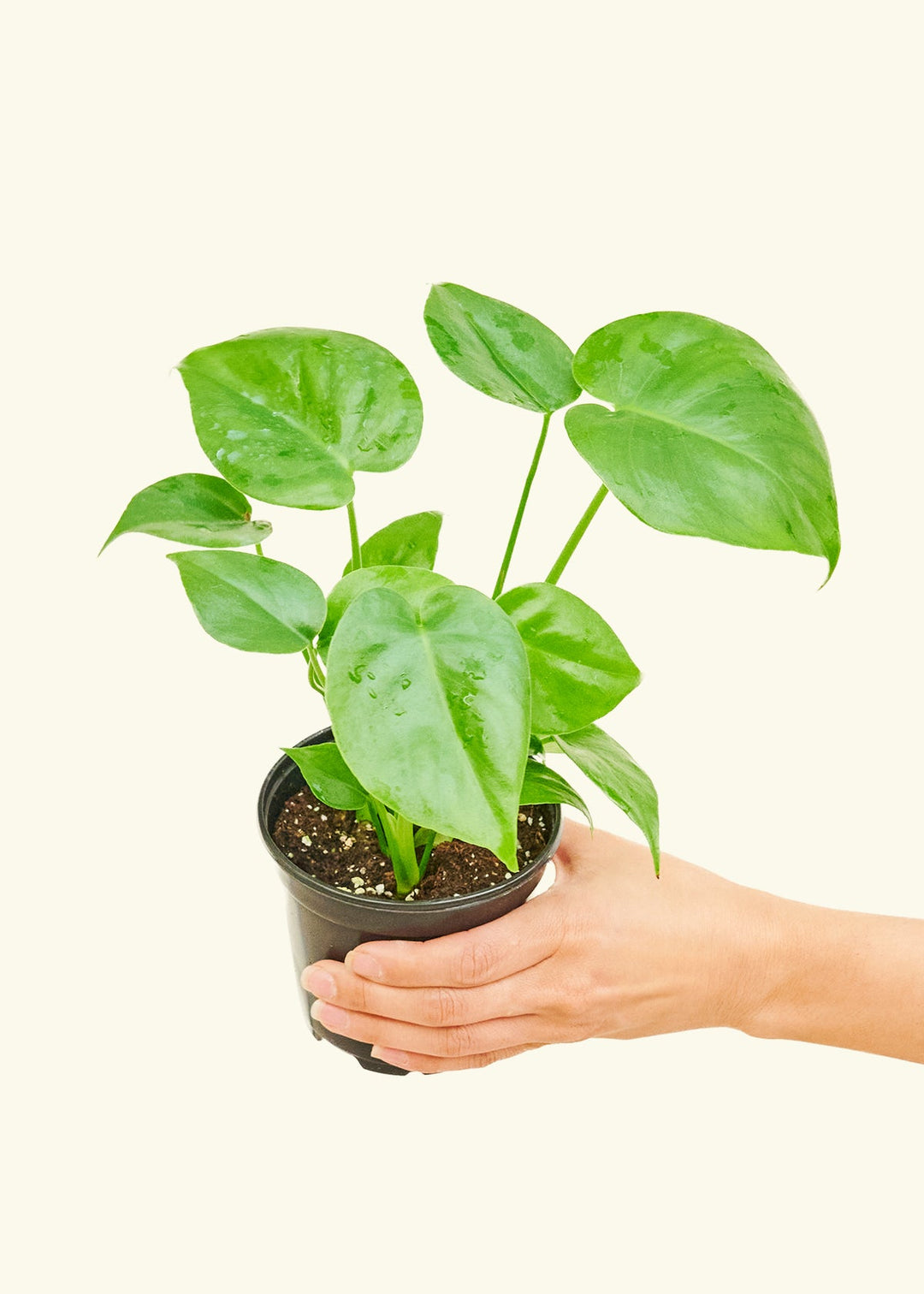 Monstera Swiss Cheese Plant in a 4 inches grow pot