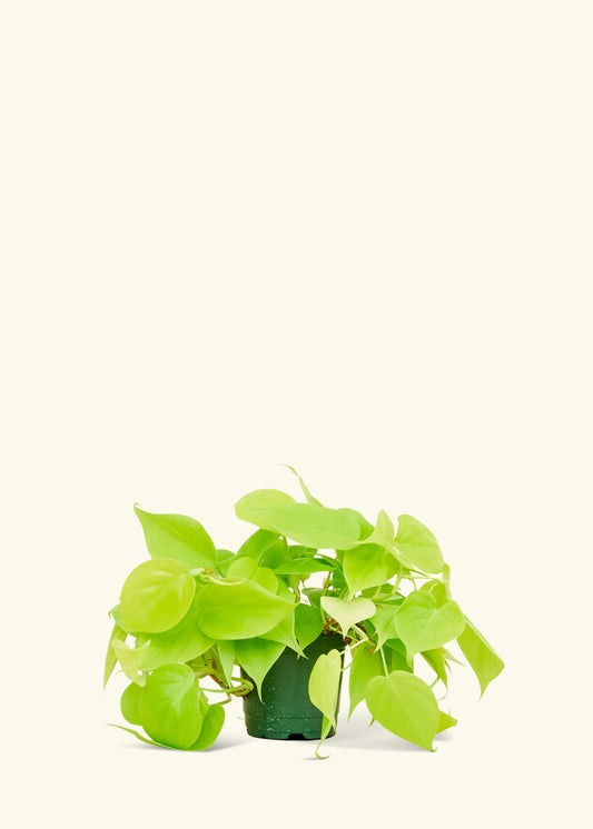 Neon Philodendron in a 4 inches grow pot