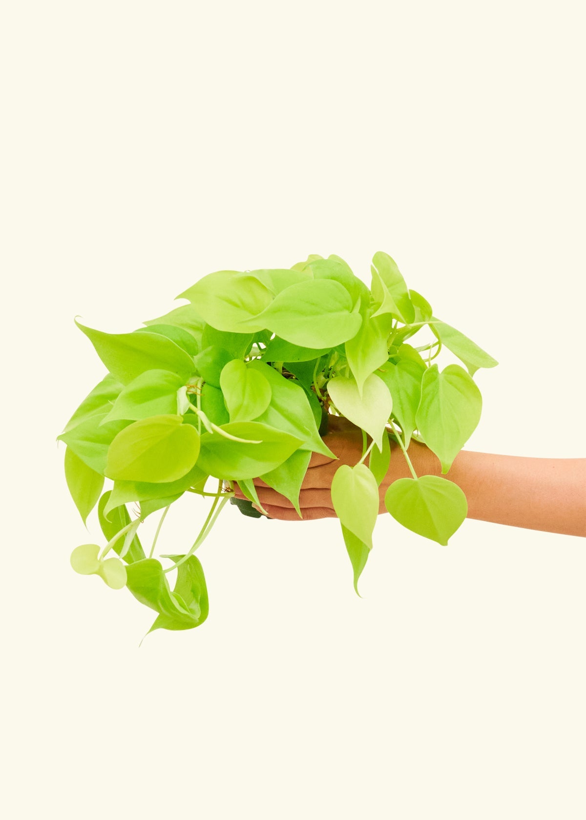 Neon Philodendron in a 4 inches grow pot