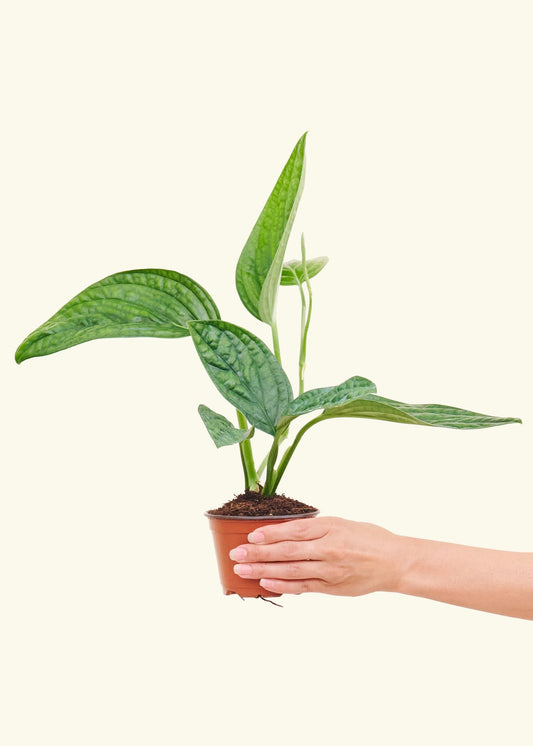 Monstera Karstenianum Peru in a 4 inches grow pot