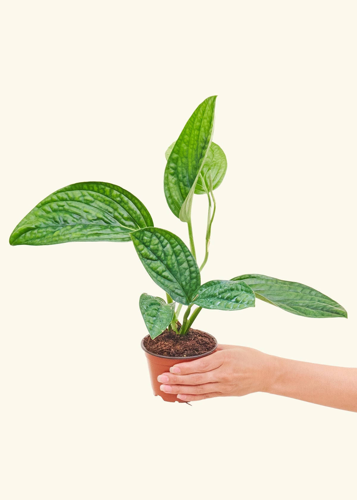 Monstera Karstenianum Peru in a 4 inches grow pot