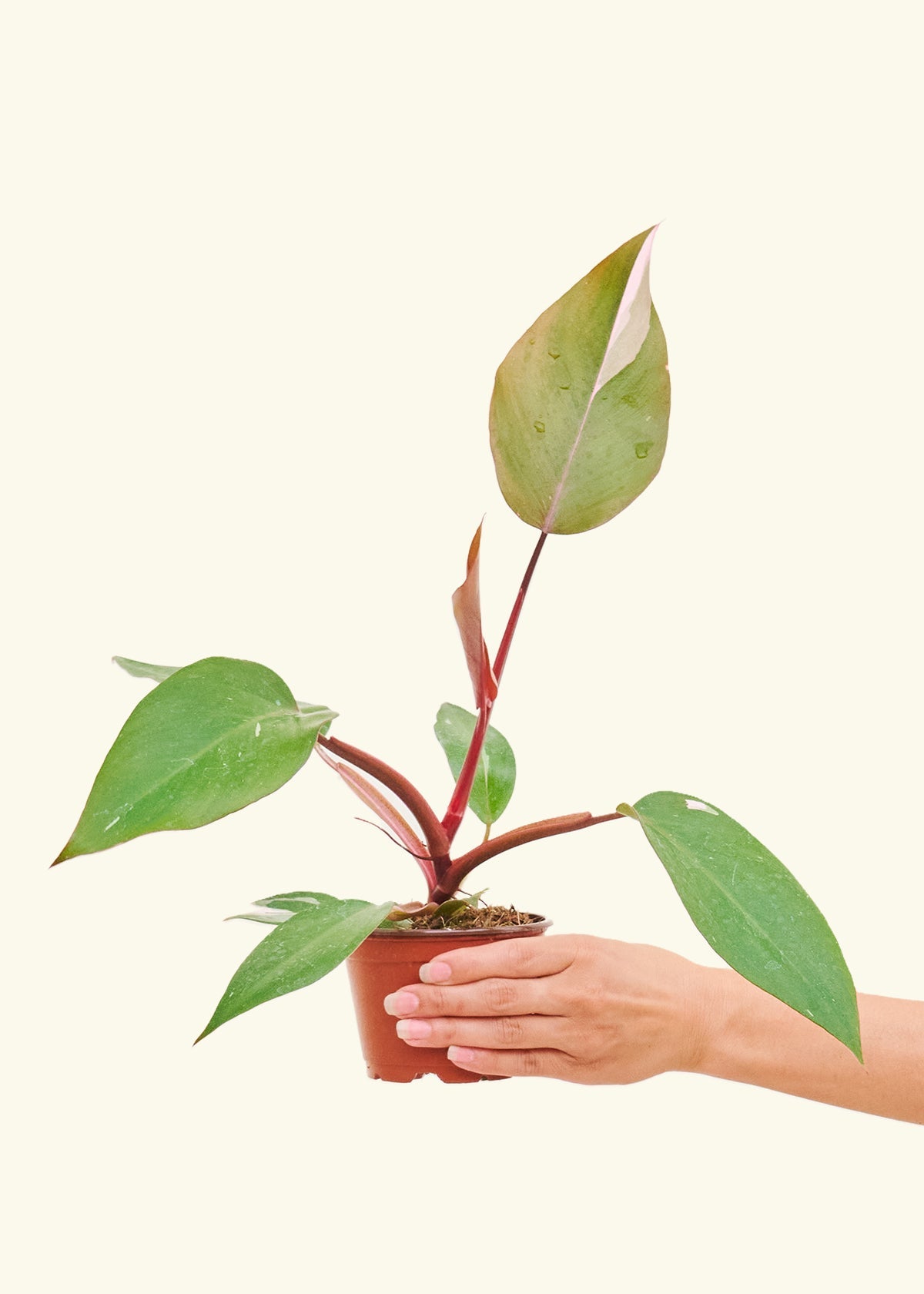 Philodendron Erubescens Pink Princess in a 4 inches grow pot
