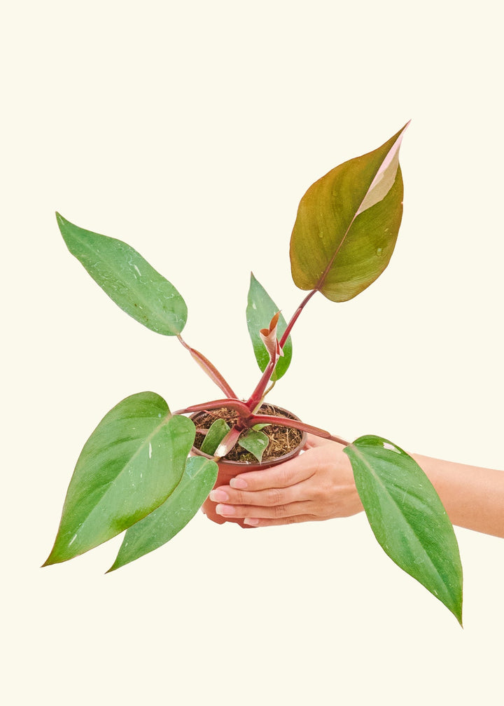 Philodendron Erubescens Pink Princess in a 4 inches grow pot