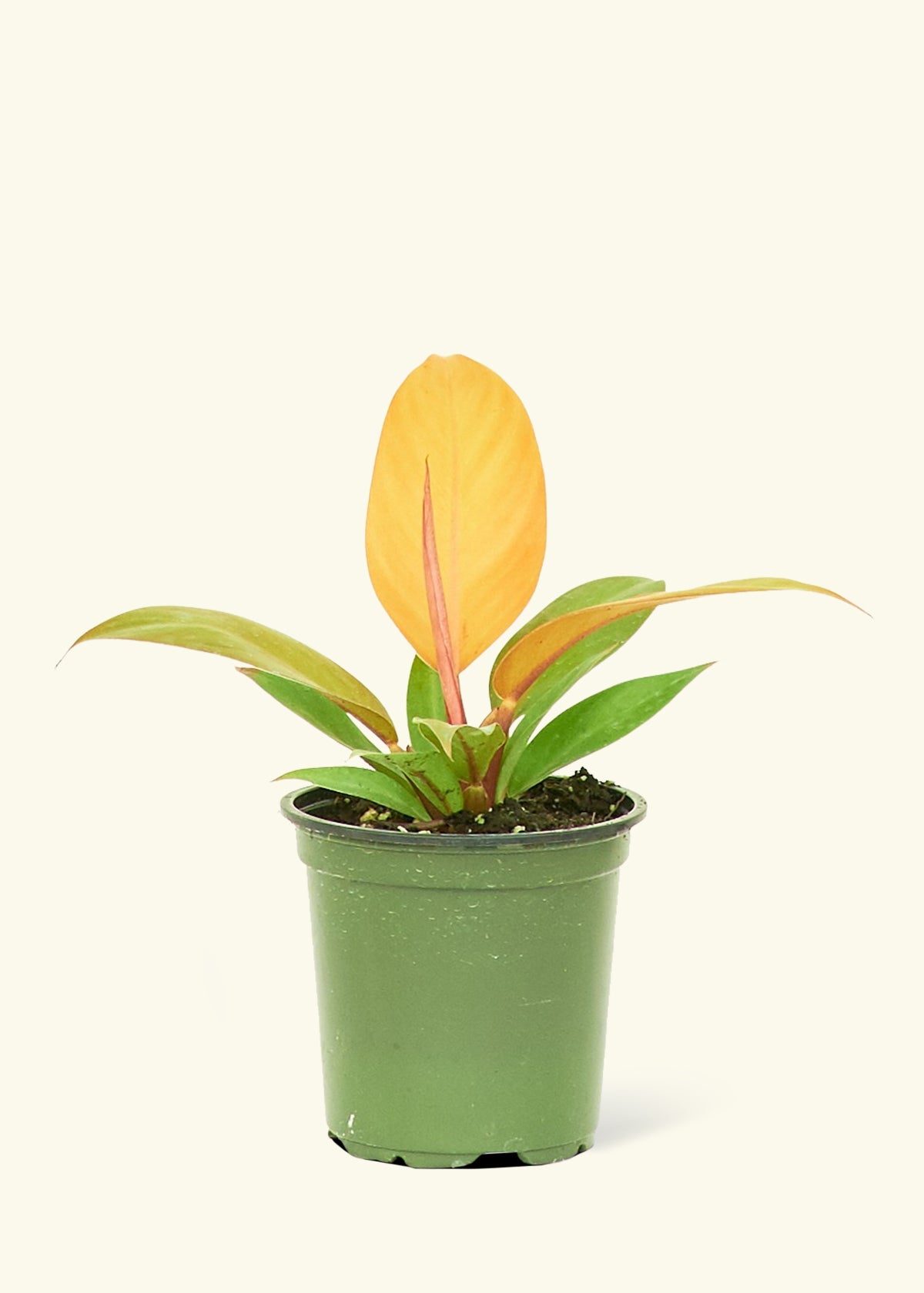 Philodendron Prince of Orange in a 4 inches grow pot
