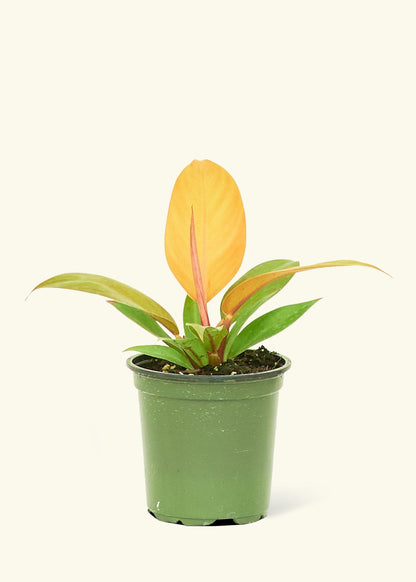 Philodendron Prince of Orange in a 4 inches grow pot