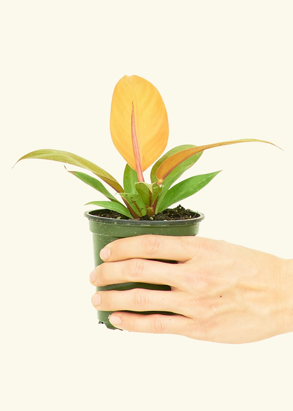 Philodendron Prince of Orange in a 4 inches grow pot