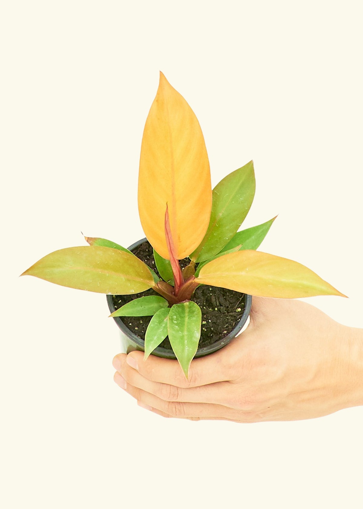 Philodendron Prince of Orange in a 4 inches grow pot