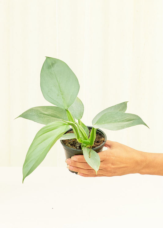 Philodendron Silver Sword in a 4 inches grow pot