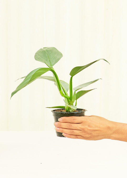 Philodendron Silver Sword in a 4 inches grow pot