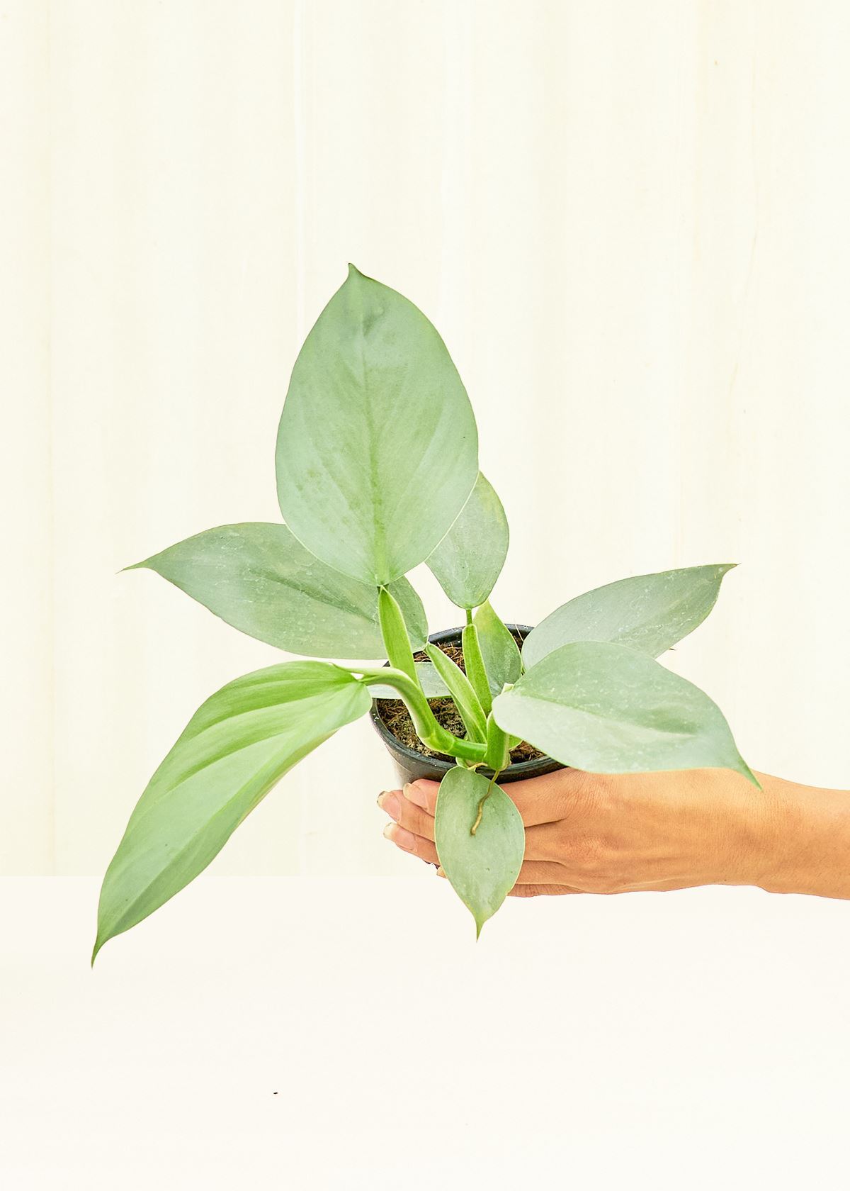 Philodendron Silver Sword in a 4 inches grow pot